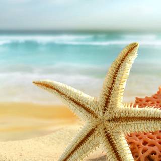 Seastar wallpaper