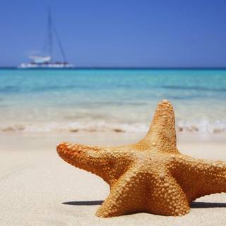 Seastar wallpaper