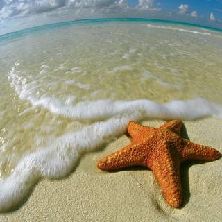 Seastar wallpaper