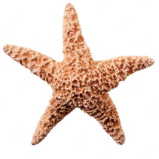 Seastar wallpaper