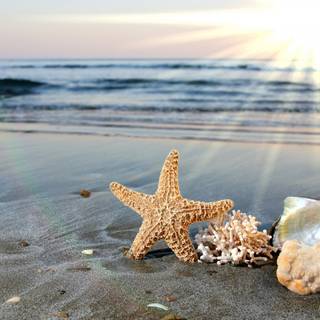 Seastar wallpaper