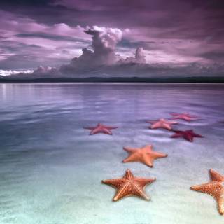 Seastar wallpaper