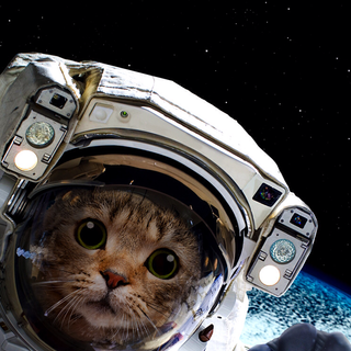 Cat astronaut wallpaper