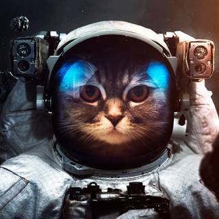 Cat astronaut wallpaper