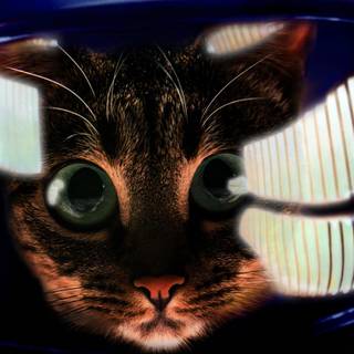 Cat astronaut wallpaper