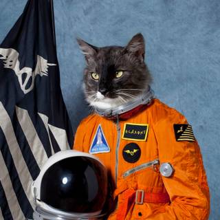 Cat astronaut wallpaper