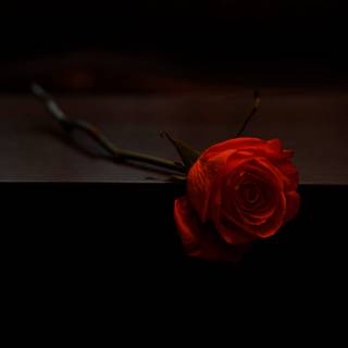 Silent love wallpaper