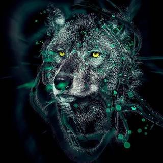 Lion and wolf wallpaper