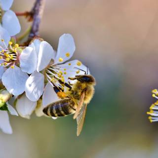 1366x768 spring wallpaper