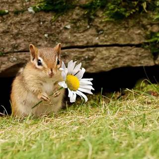 Spring cute animals wallpaper