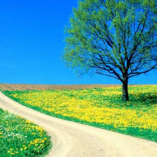 1366x768 spring wallpaper