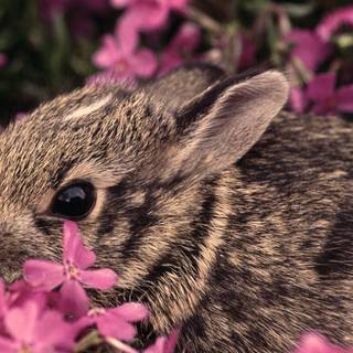 Spring cute animals wallpaper