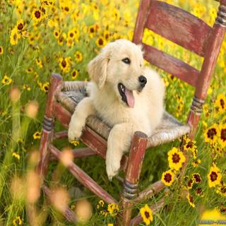 Spring cute animals wallpaper