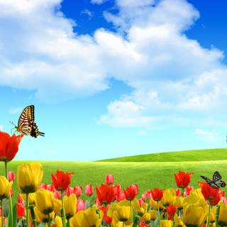 1366x768 spring wallpaper