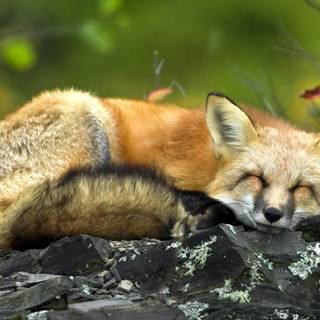 Spring cute animals wallpaper