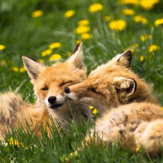 Spring cute animals wallpaper