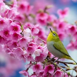 1366x768 spring wallpaper