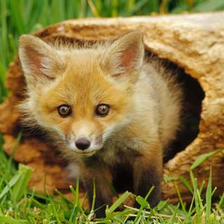 Spring cute animals wallpaper