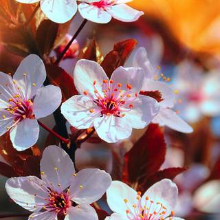 1366x768 spring wallpaper