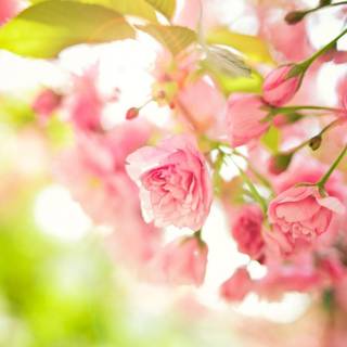 1366x768 spring wallpaper