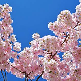 1366x768 spring wallpaper