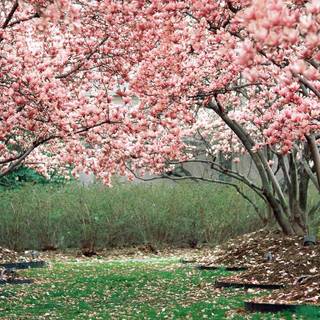 1366x768 spring wallpaper