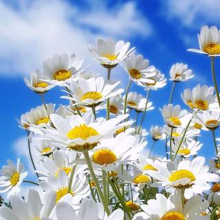 1366x768 spring wallpaper