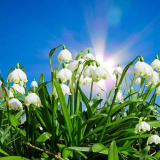 1366x768 spring wallpaper