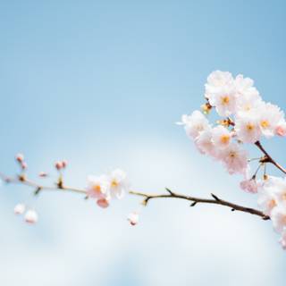 1366x768 spring wallpaper