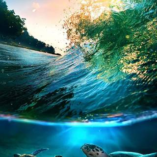 Tropical summer iPhone wallpaper