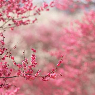 1366x768 spring wallpaper