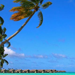 Tropical summer iPhone wallpaper