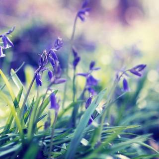 1366x768 spring wallpaper