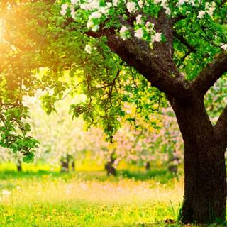 1366x768 spring wallpaper