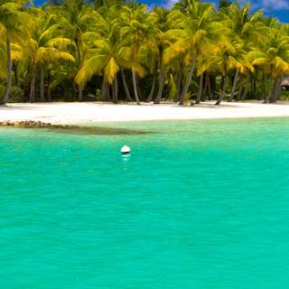 Tropical summer iPhone wallpaper