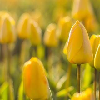 1366x768 spring wallpaper