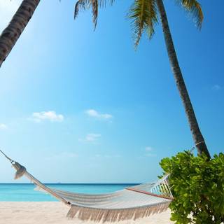 Tropical summer iPhone wallpaper