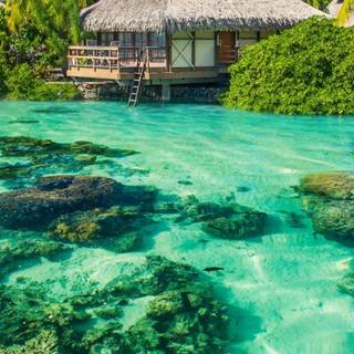 Tropical summer iPhone wallpaper