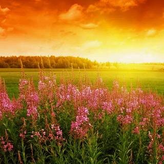 Spring flower desktop wallpaper