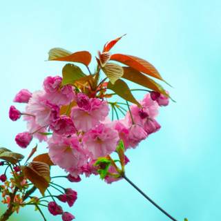 1366x768 spring wallpaper