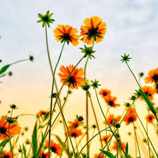 1366x768 spring wallpaper