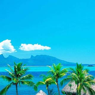 Tropical summer iPhone wallpaper