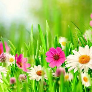 Spring flower desktop wallpaper