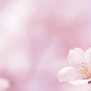 Spring flower desktop wallpaper