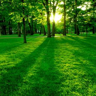 Green spring desktop wallpaper