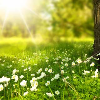 Green spring desktop wallpaper