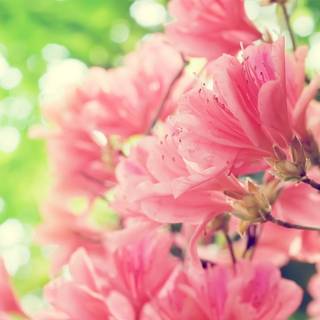 Spring flower desktop wallpaper