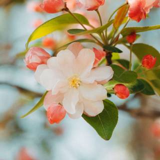 1366x768 spring wallpaper