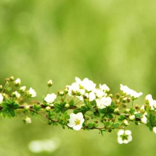 Green spring desktop wallpaper