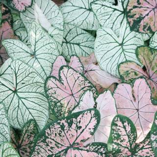 Green spring desktop wallpaper